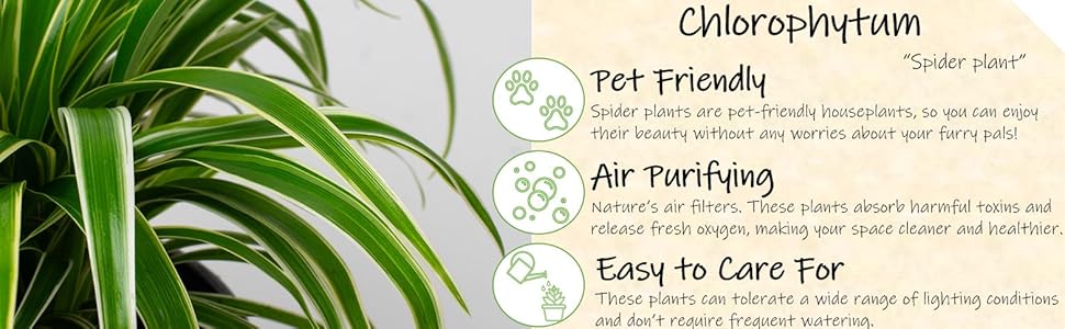 Spider plant with text about its pet-friendly, air-purifying, and easy-to-care-for qualities.