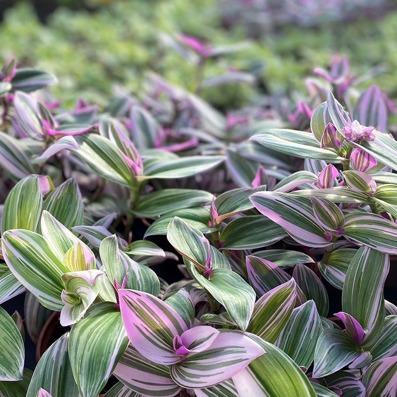 Close-up of a tradescantia nanouk with striped leaves in green and pink.