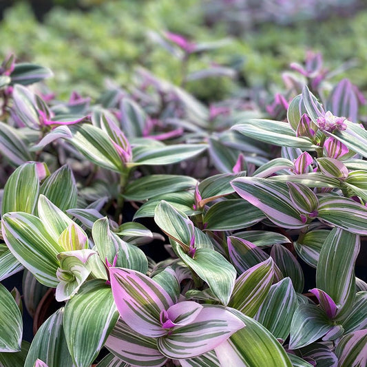 Close-up of a tradescantia nanouk with striped leaves in green and pink.