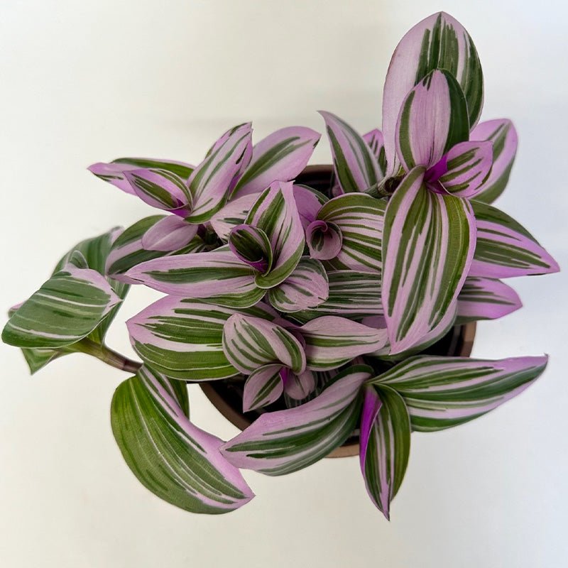 Tradescantia nanouk with purple and green leaves on a white background