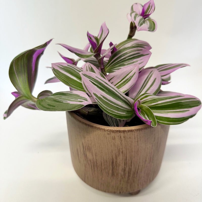 Potted tradescantia nanouk with purple and green leaves on a white background in a brown pot