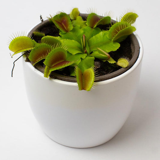 Potted Venus fly trap plant on a white background