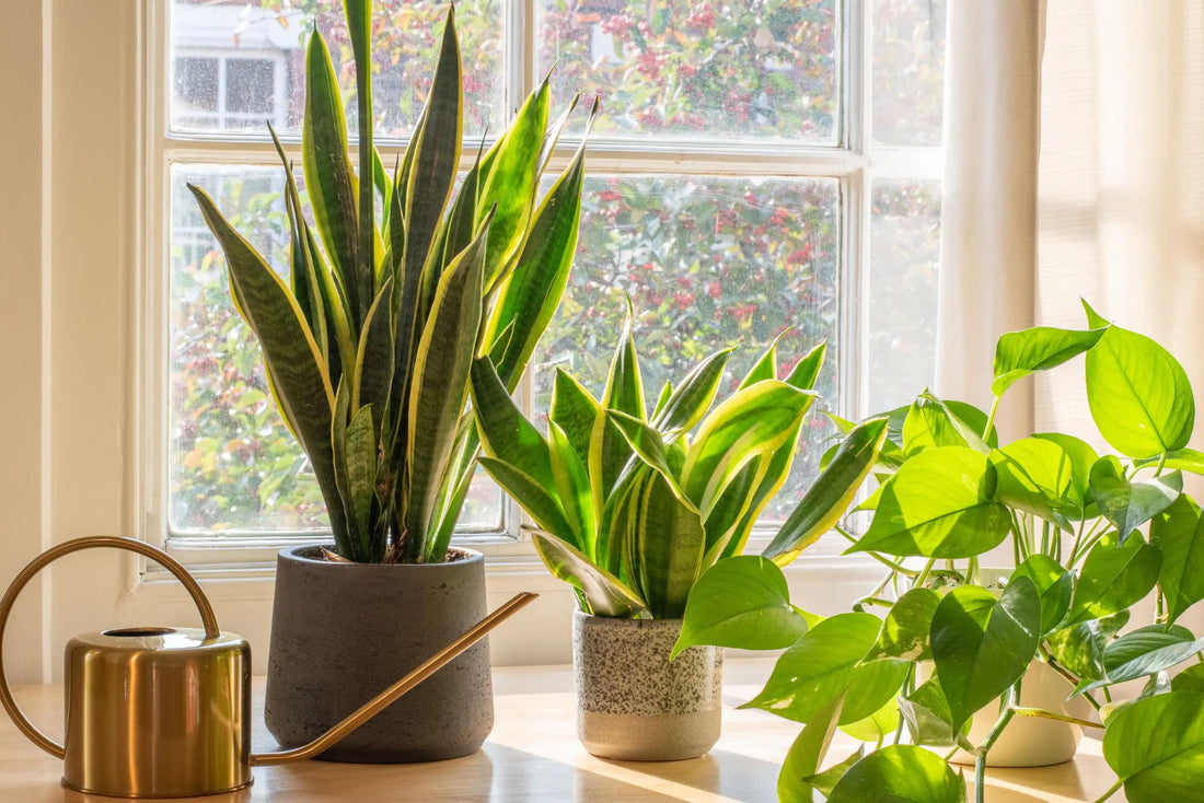 How Much Light Do Houseplants Need?