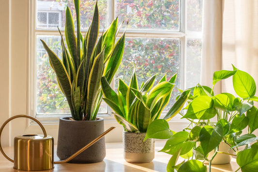 How Much Light Do Houseplants Need?