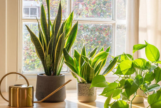 Light house plants Blog