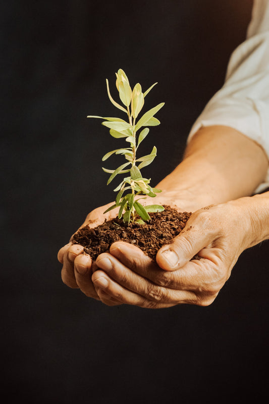 House plant Care Guides