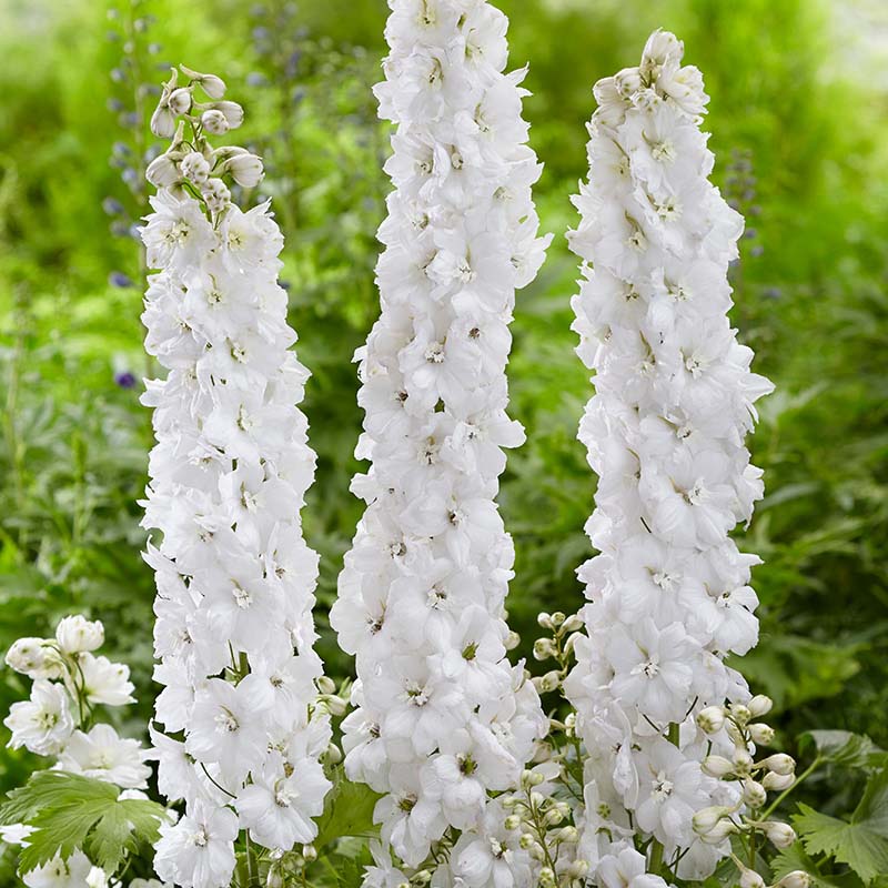 low maintenance garden plants header image