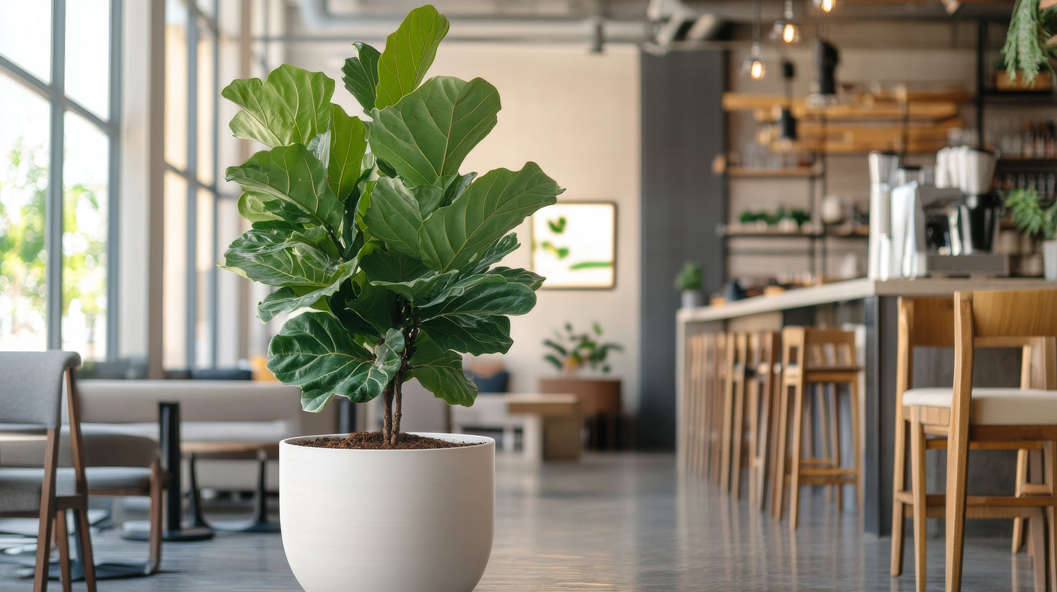 Large House Plants