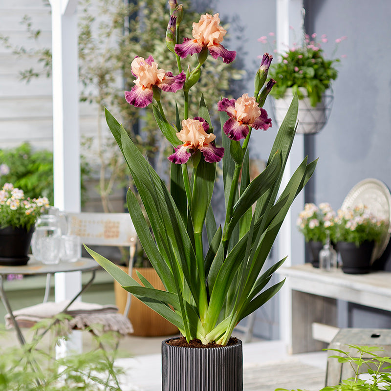 Perennial plants