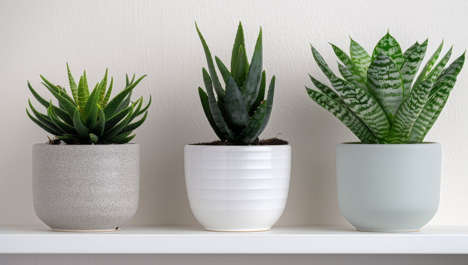 Small House Plants