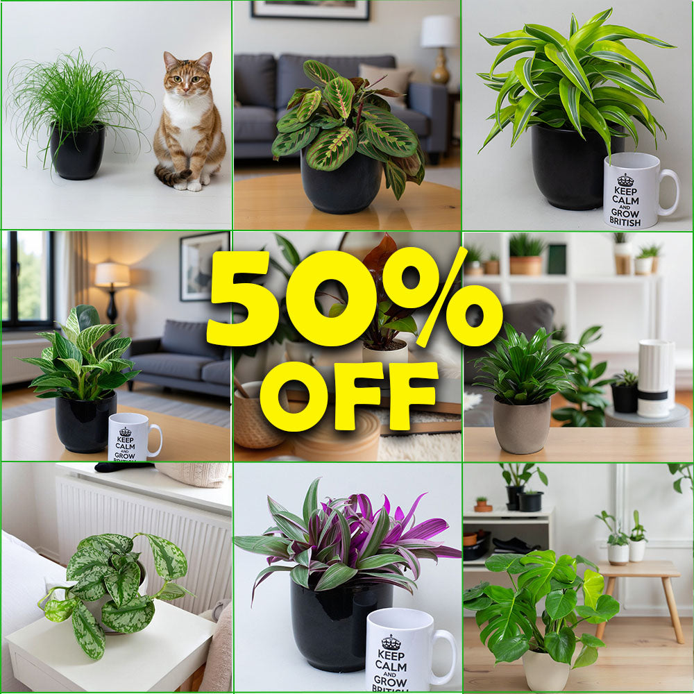 Save 50% OFF with Multi Buy - Tropical Plants UK