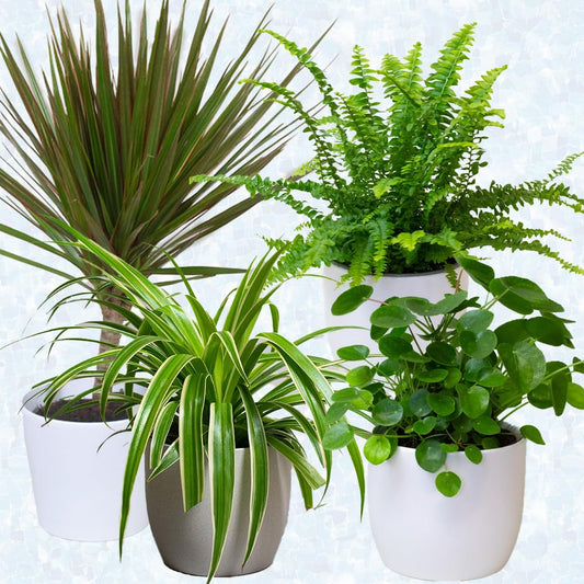Four potted Air Purifier House Plants on a white background