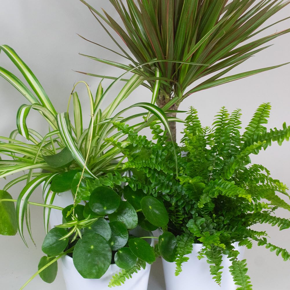Collection of potted Air Purifier House plants including a spider plant, pothos, and fern on a white background