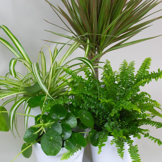 Collection of potted Air Purifier House plants including a spider plant, pothos, and fern on a white background