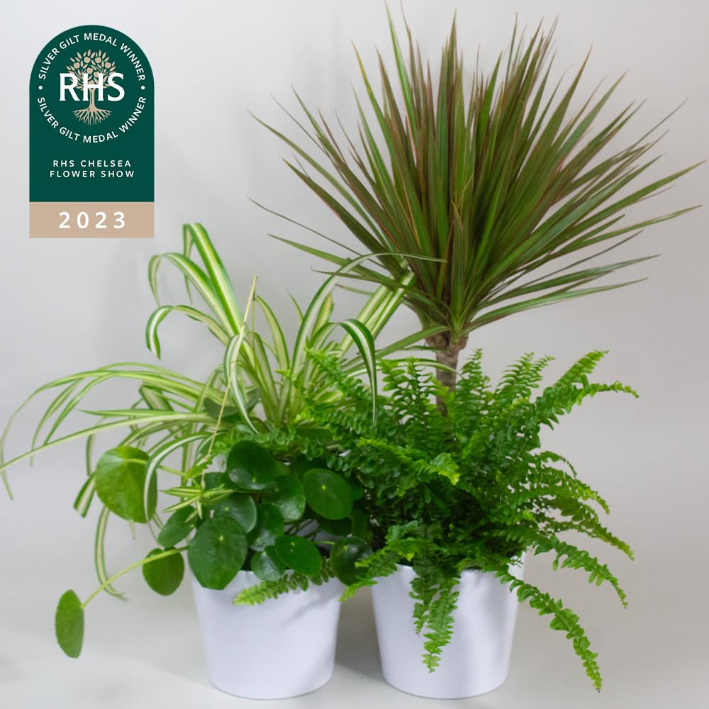 Three potted Air Purifier House plants on a white background with an RHS Chelsea Flower Show 2023 badge.