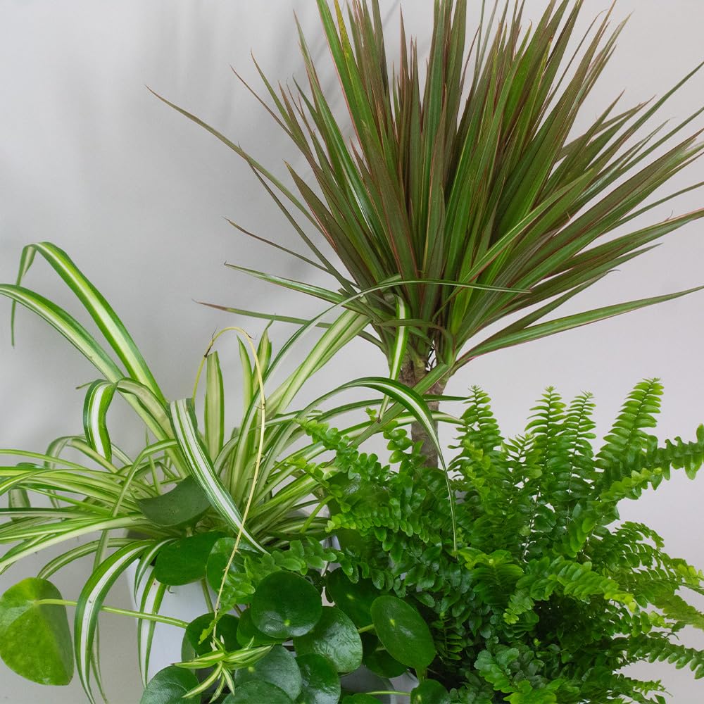 Three green Air Purifier House Plants including a spider plant, pothos, and fern on a white background