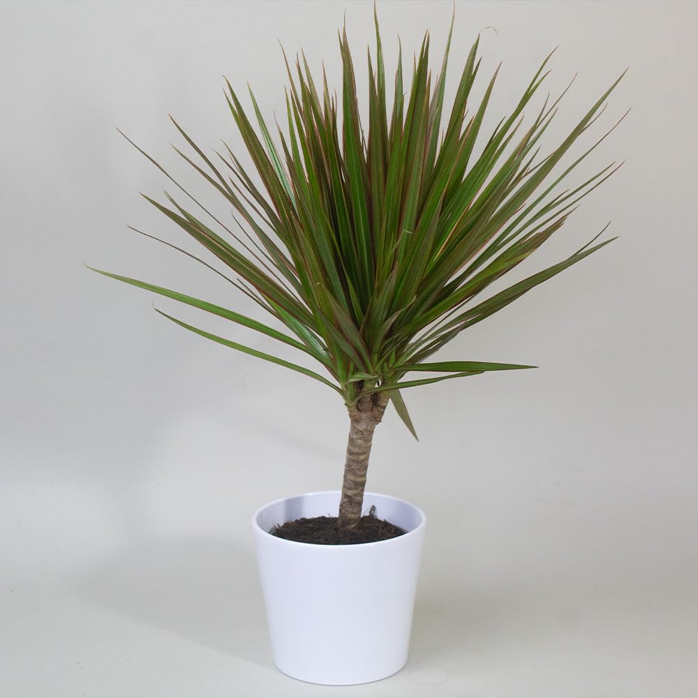 Air Purifier House Plants with green leaves on a plain background