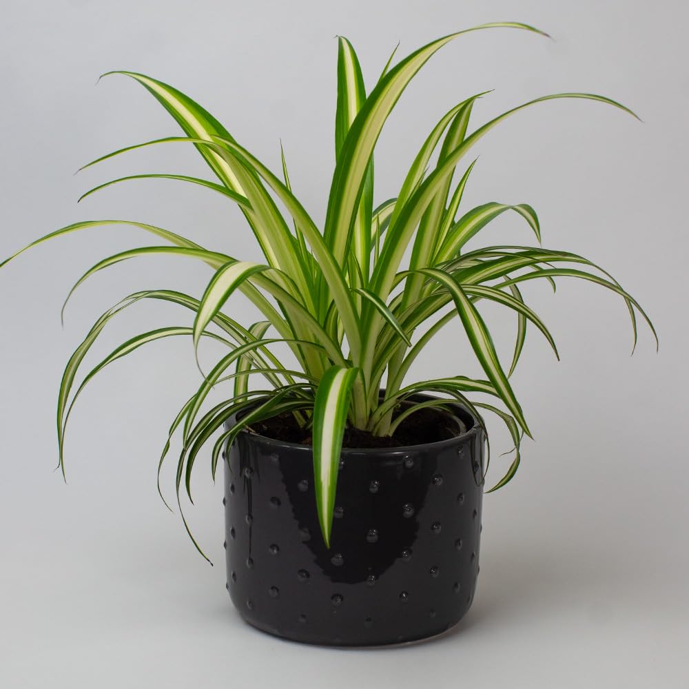 Air Purifier House Plants spider plant with green and white leaves in a black pot on a plain background