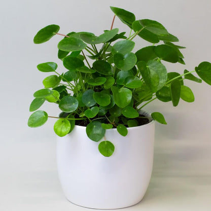 Air Purifier House Plants with green leaves in a white pot on a light background