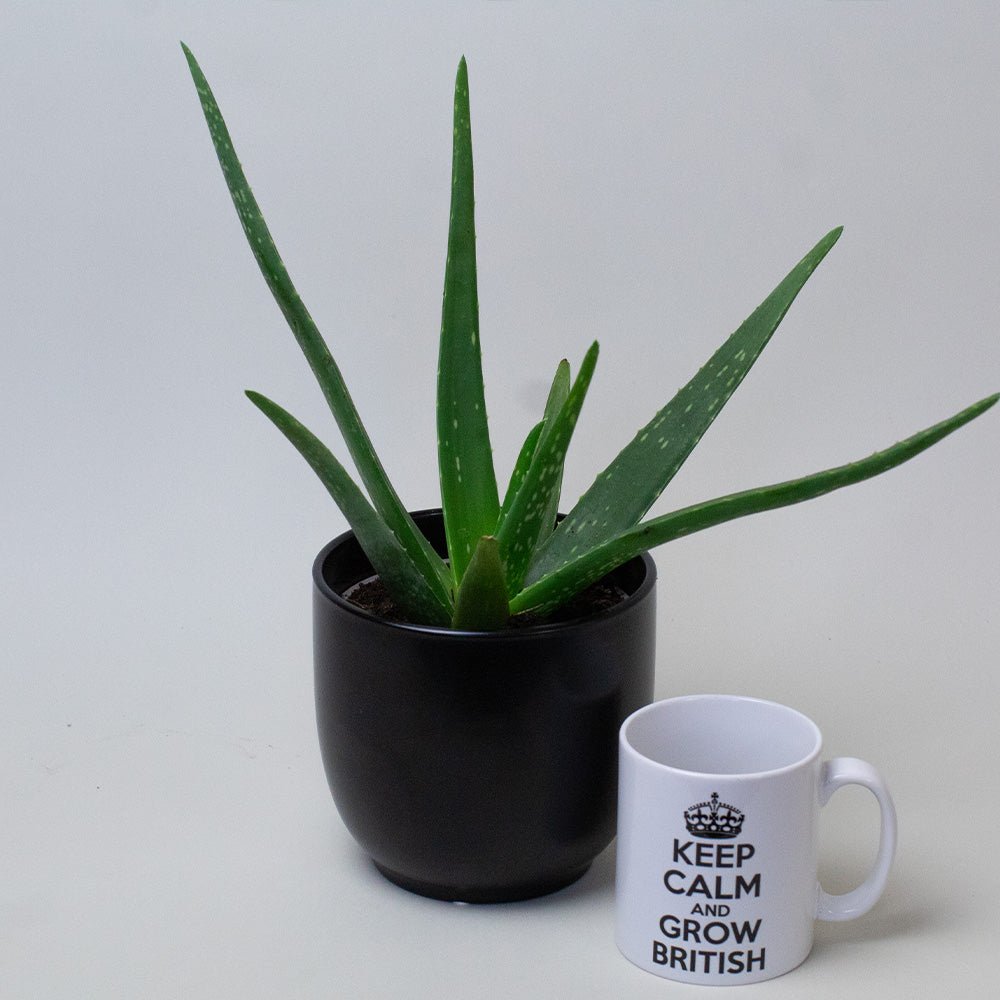 Aloe Vera Plant in a black pot next to a white mug.