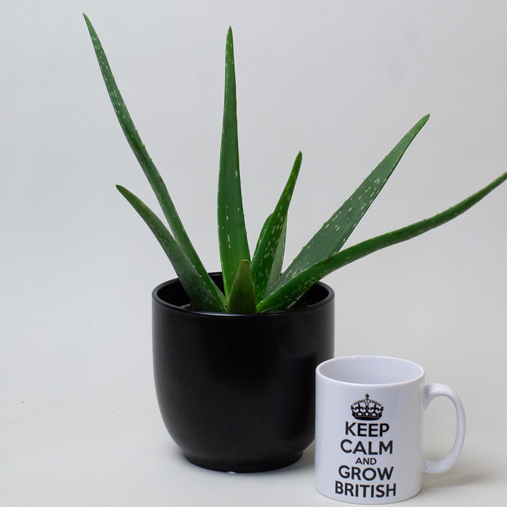 Aloe Vera Plant houseplant in black container on white background.