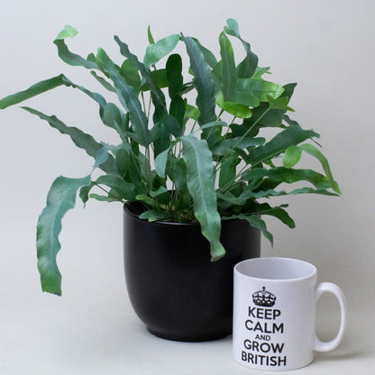 Potted Blue star fern next to a mug with 'Keep Calm and Grow British' text on a light background