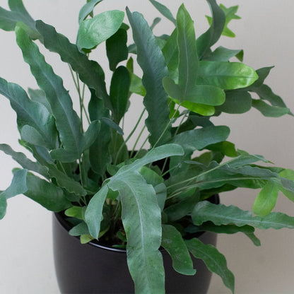 Potted Blue star fern with green leaves on a plain background