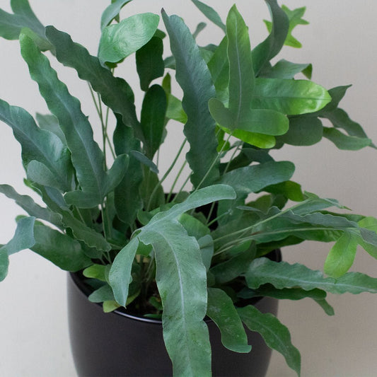 Potted Blue star fern with green leaves on a plain background