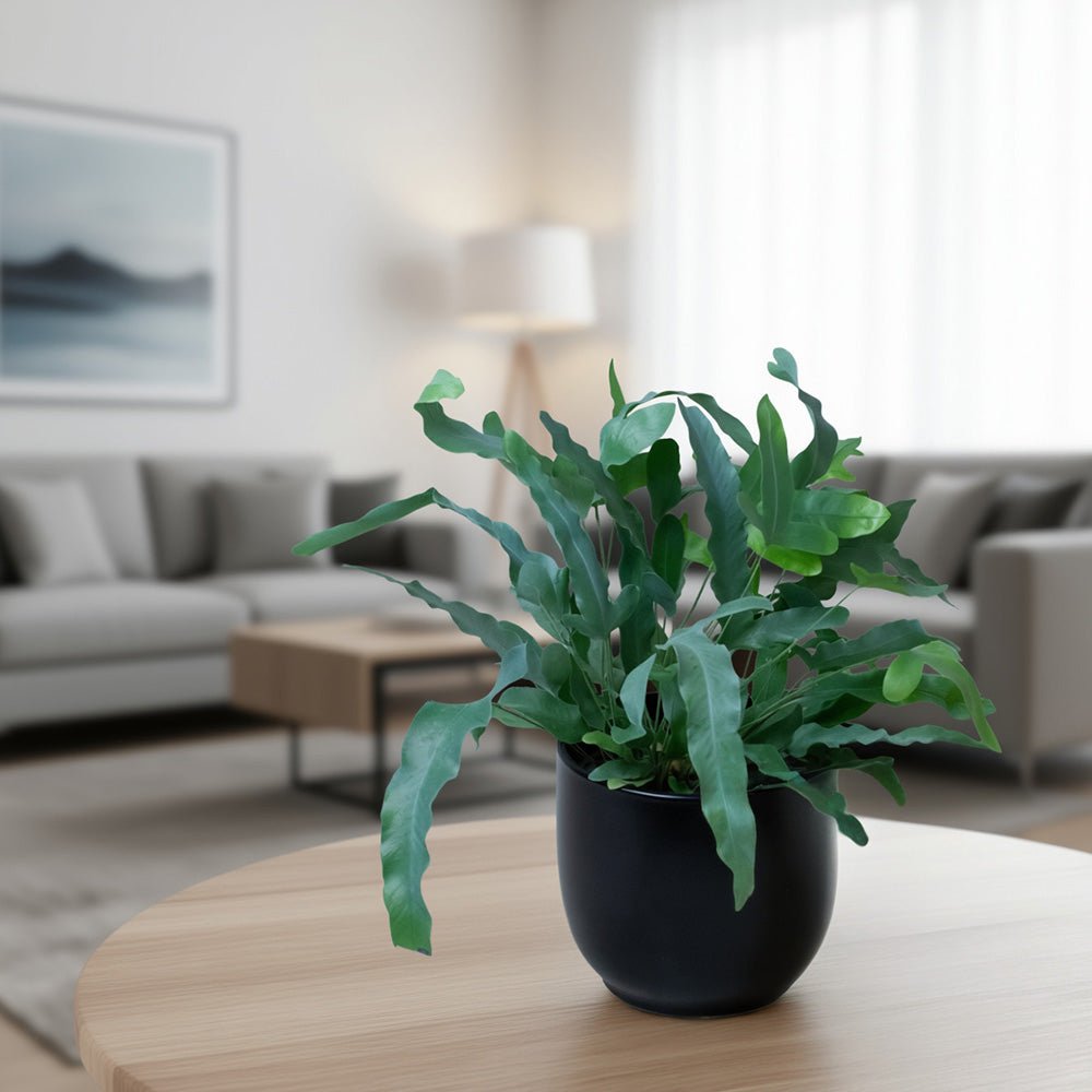 Potted Blue star fern on a wooden table in a living room setting
