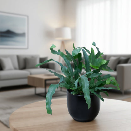 Potted Blue star fern on a wooden table in a living room setting