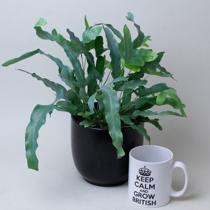 Potted Blue star fern next to a mug with 'Keep Calm and Grow British' text on a light gray background