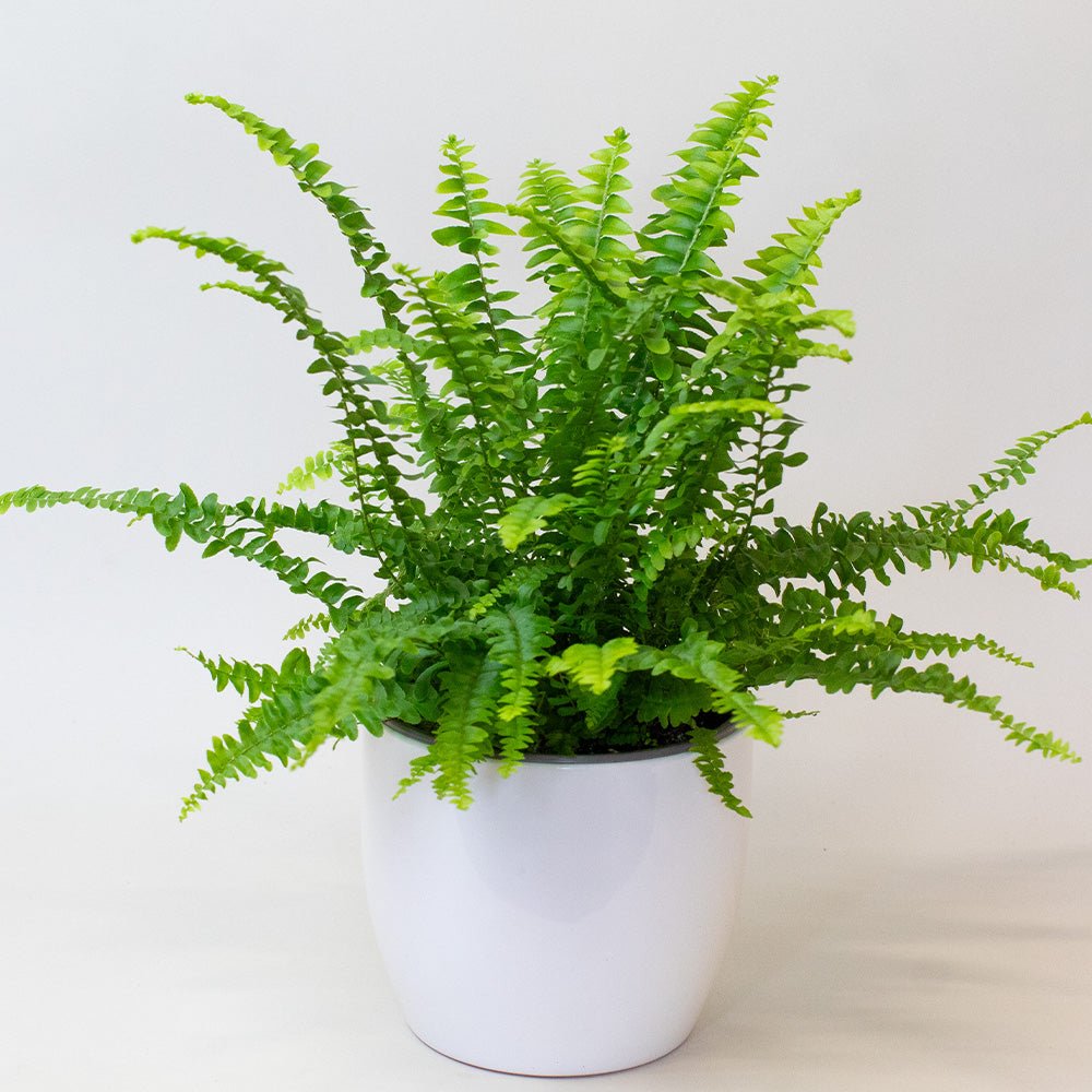 Potted Boston Fern plant on a light background