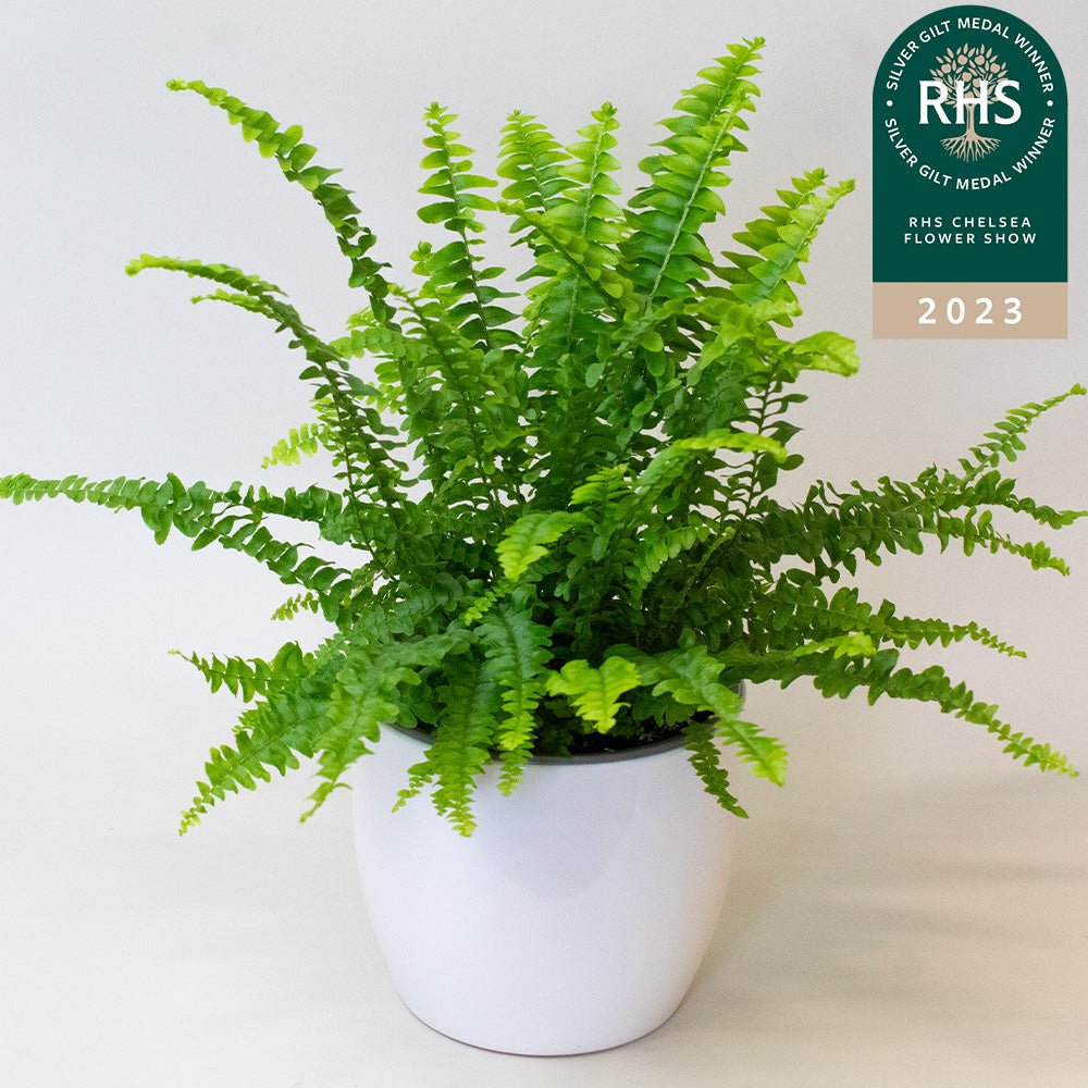 Potted Boston Fern plant with a white pot on a light background, featuring the RHS Chelsea Flower Show 2023 badge.