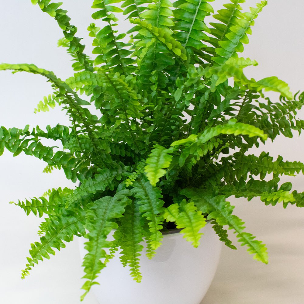Potted Boston Fern plant on a light background