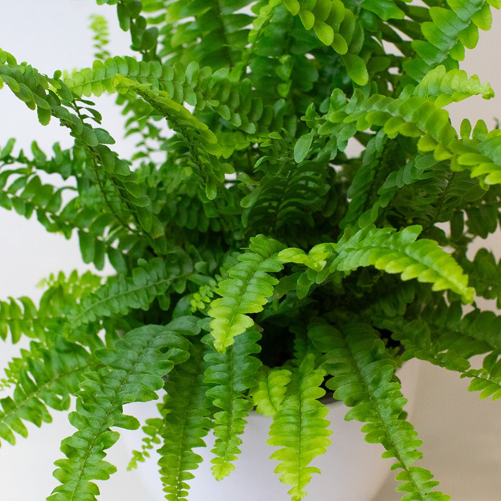 Close-up of a green Boston Fern plant with a blurred background