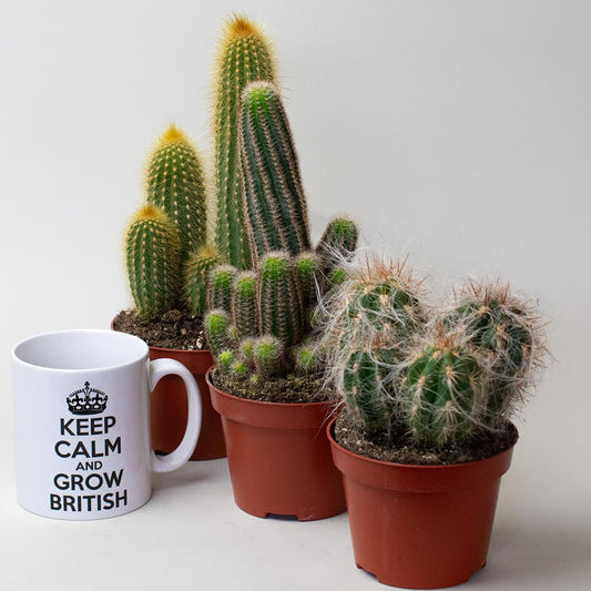 Cactus Plants in pots with a mug featuring 'Keep Calm and Grow British' text on a white background.