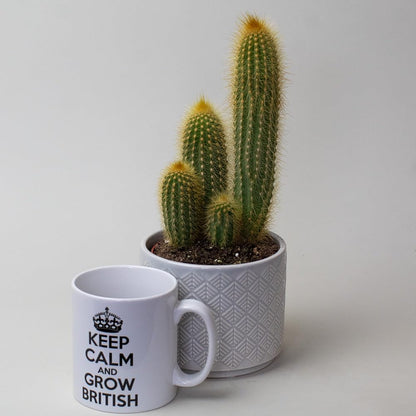Cactus plant in a textured pot next to a white mug with text on a light gray background