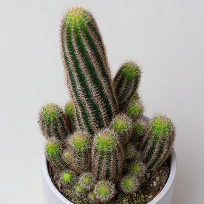 Potted cactus plants on a plain background