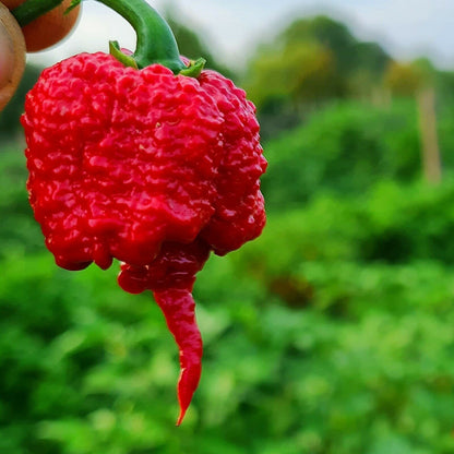 Close-up of a Carolina Reaper held by a hand with a blurred green background