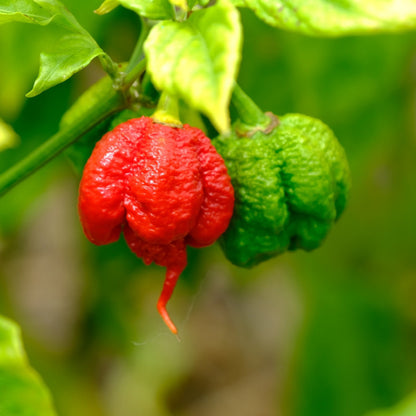 Red and green Carolina Reaper on a plant with a blurred green background