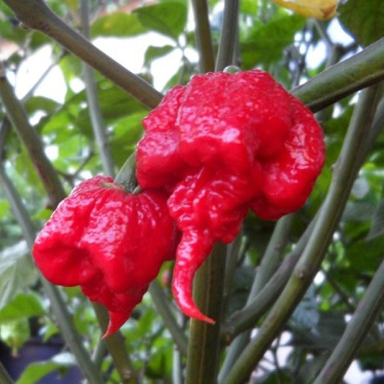 Two red Carolina Reaper on a plant with green leaves in the background