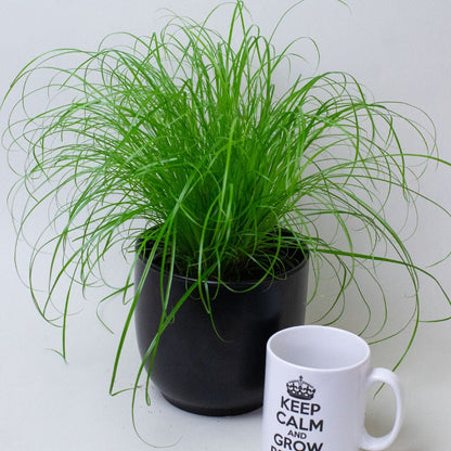 Potted cat grass plant next to a white mug with text on a light gray background