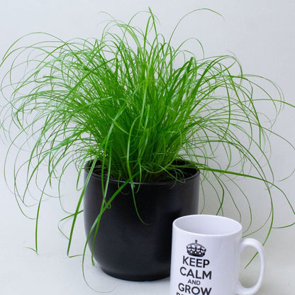 Potted cat grass plant next to a mug with text on a white background