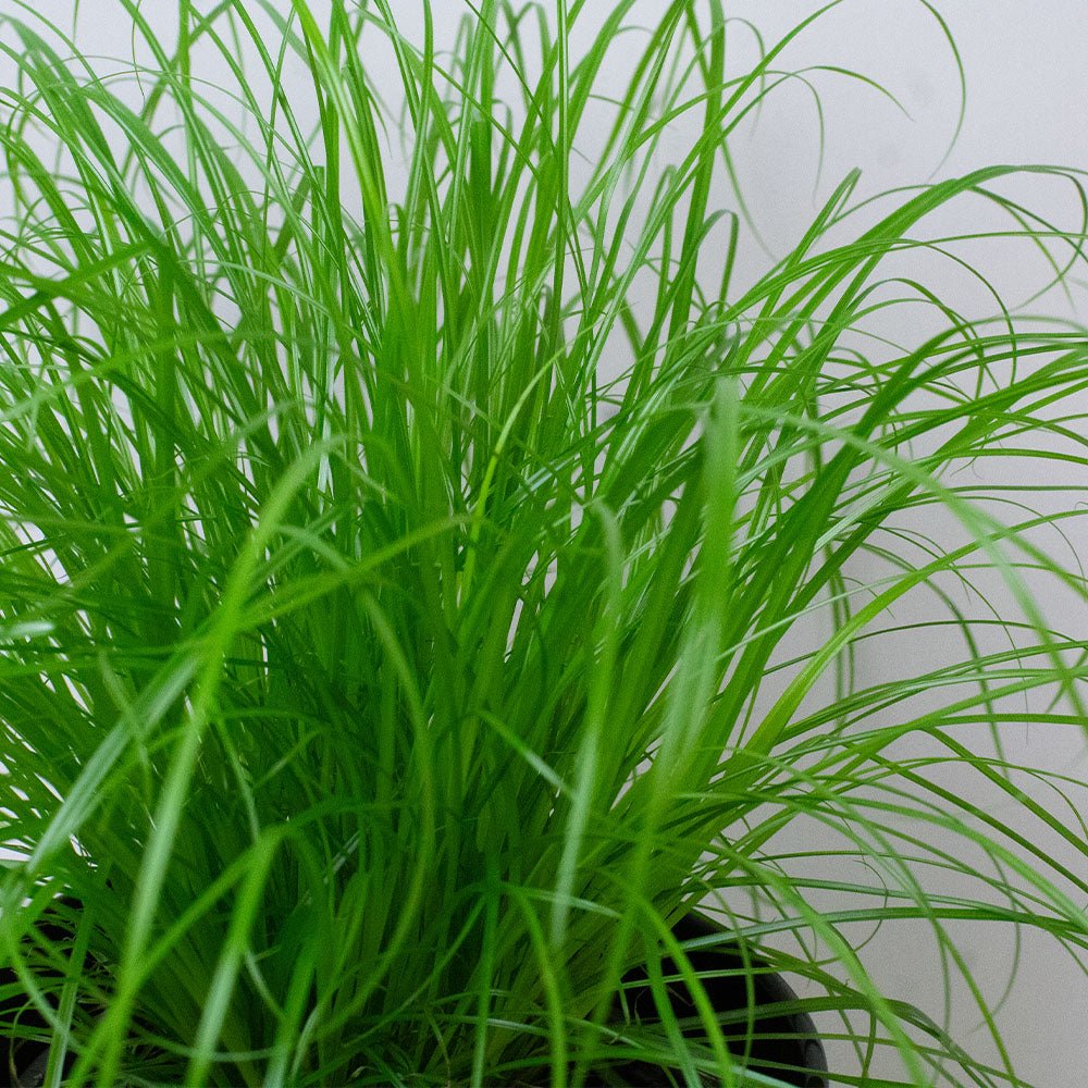 Potted cat grass plant with long green leaves against a plain background