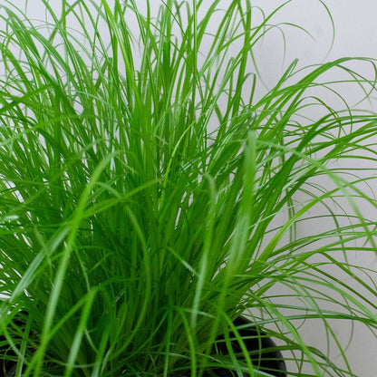 Potted cat grass plant with long green leaves against a plain background