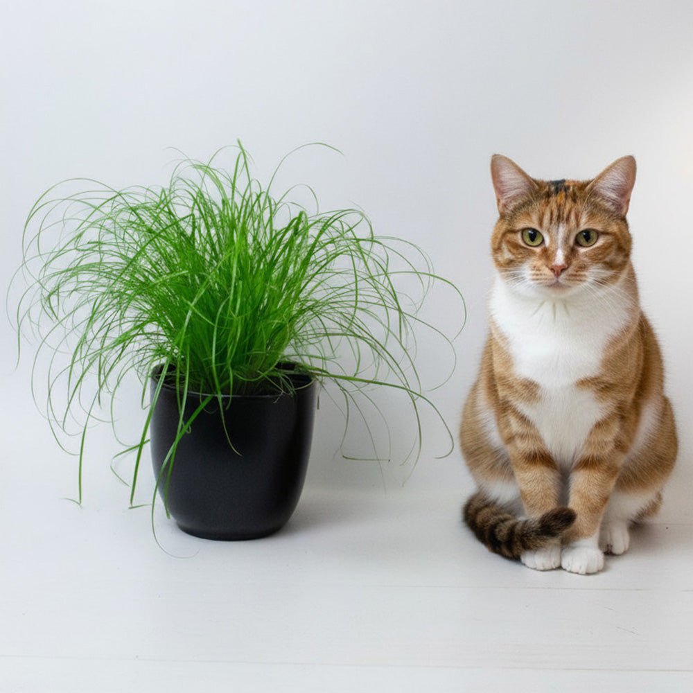 Cat sitting next to a potted cat grass plant on a white background