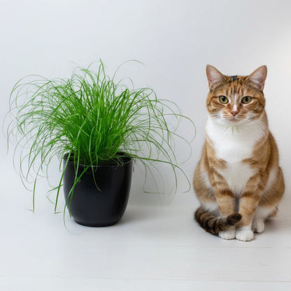 Cat sitting next to a potted cat grass plant on a white background