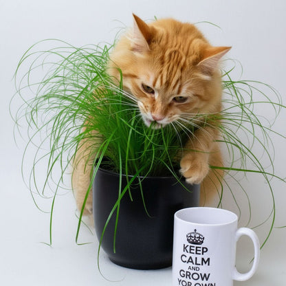 Cat playing with a potted cat grass plant next to a mug with text on a white background
