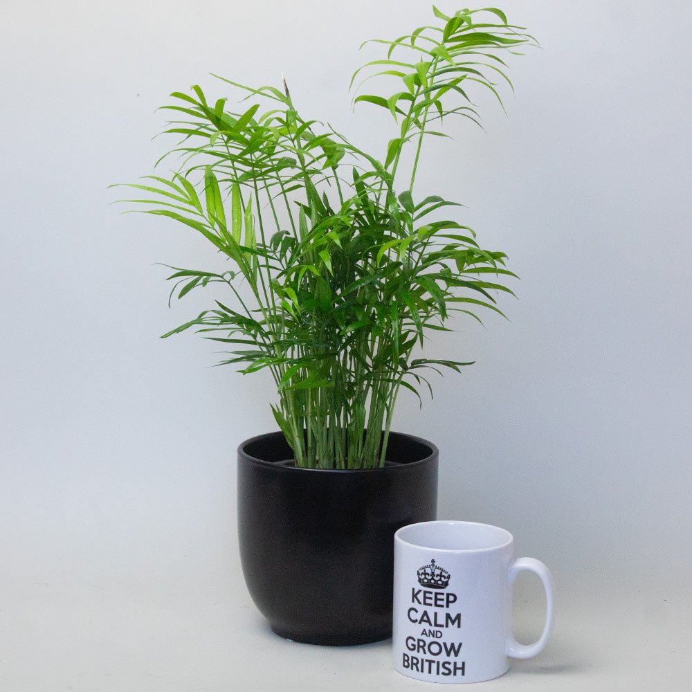 Chamaedorea Elegans Parlour Palm next to a cup 