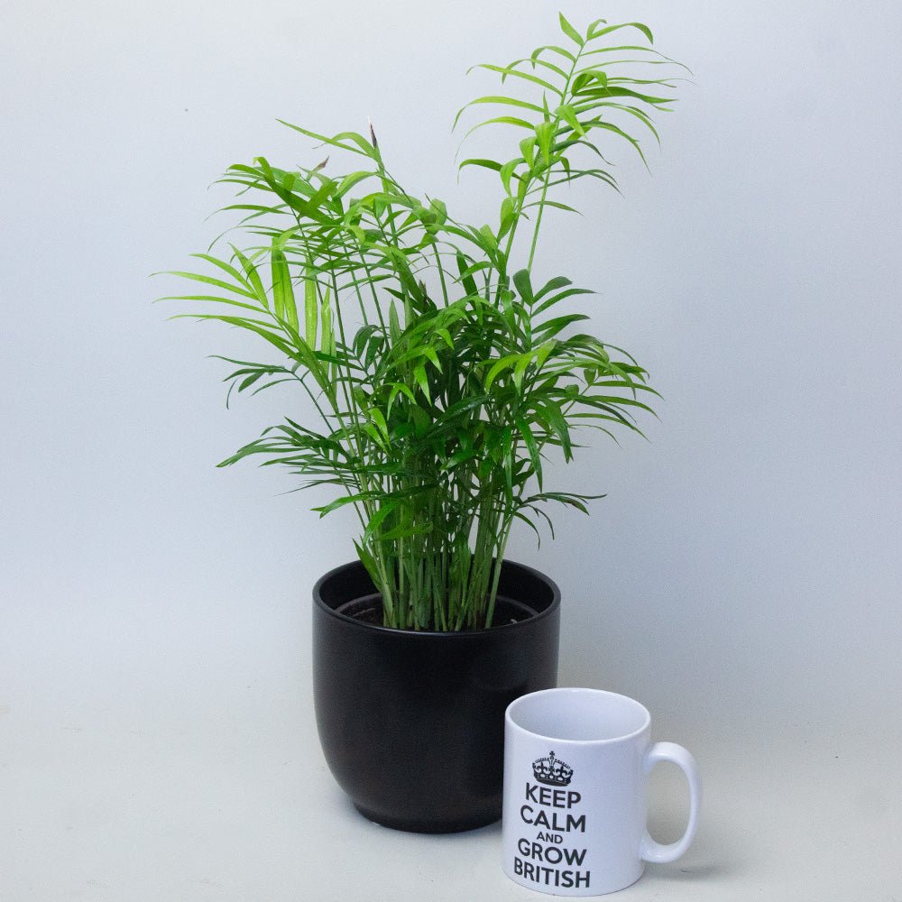 Chamaedorea Elegans Parlour Palm in a black pot next to a cup. 